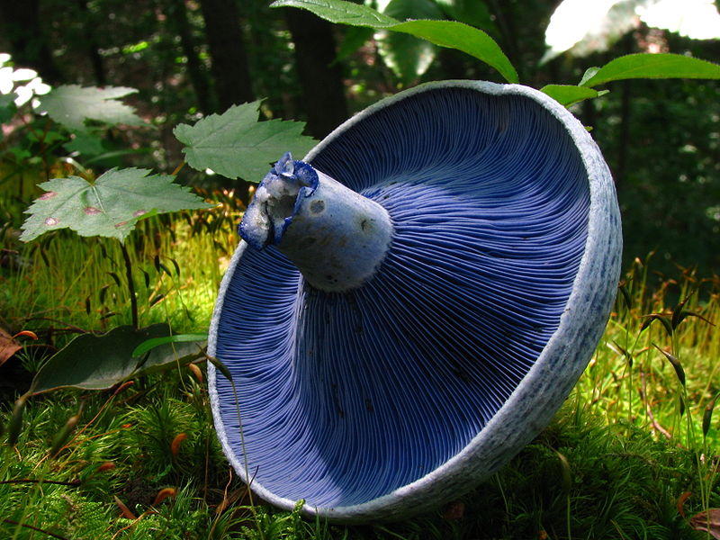 Самые красивые грибы в мире (15 фото)