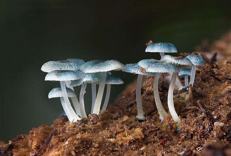 Самые красивые грибы в мире (15 фото)