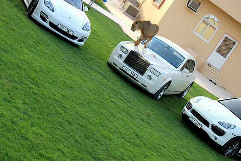 Хищники и шикарные машины — хобби миллионера из ОАЭ (41 фото)
