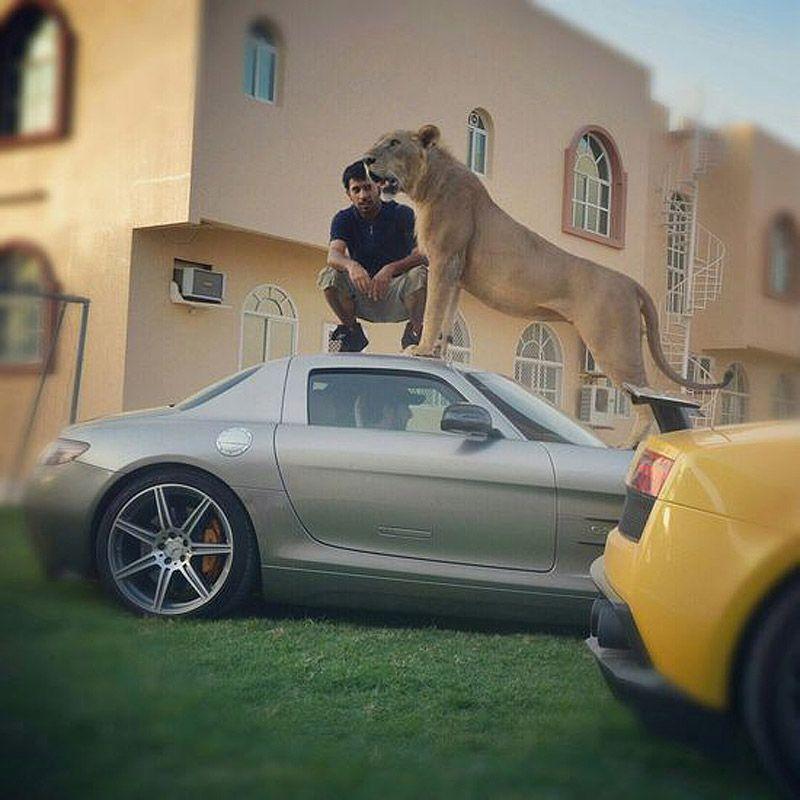 Хищники и шикарные машины — хобби миллионера из ОАЭ (41 фото)