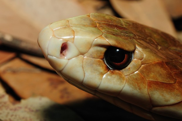 Тайпан &amp;mdash;&amp;nbsp;крупная австралийская змея, чей укус считается самым опасным среди современных змей