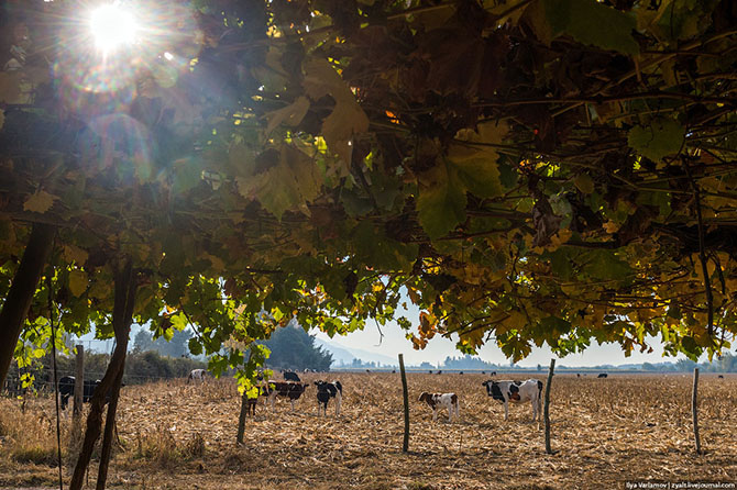 Прогулка по виноградникам Чили