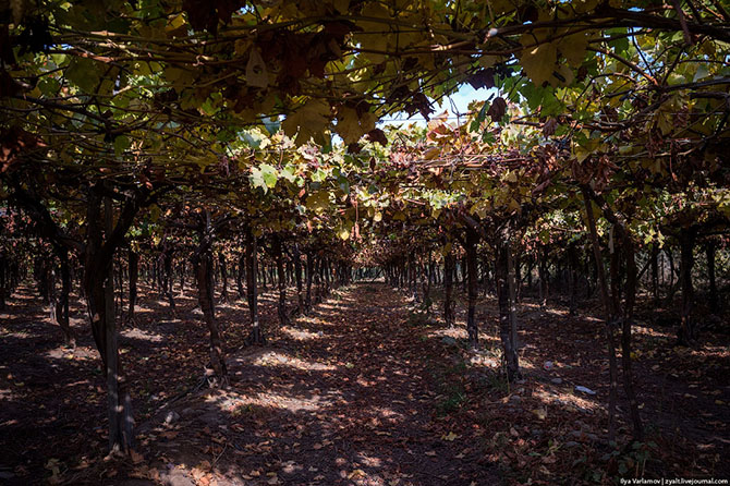 Прогулка по виноградникам Чили