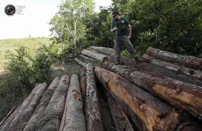 Уничтожение дождевых лесов Амазонии