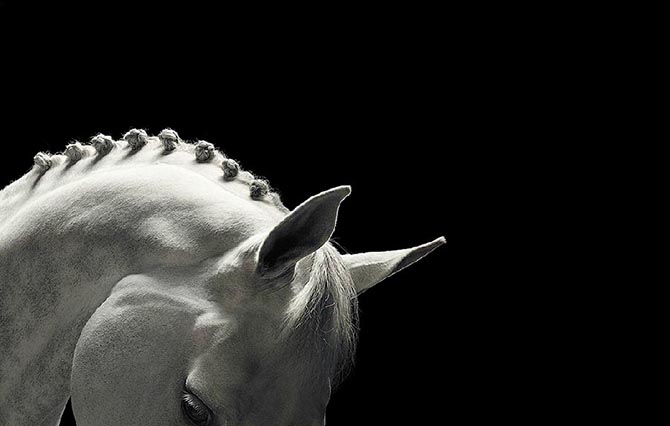 Грация прекрасных лошадей в фотографиях Тима Флака