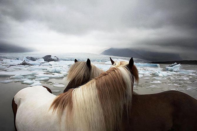 Грация прекрасных лошадей в фотографиях Тима Флака