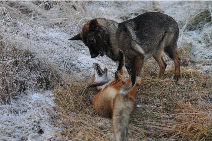 Необычные друзья: дикая лиса и собака (10 фото)