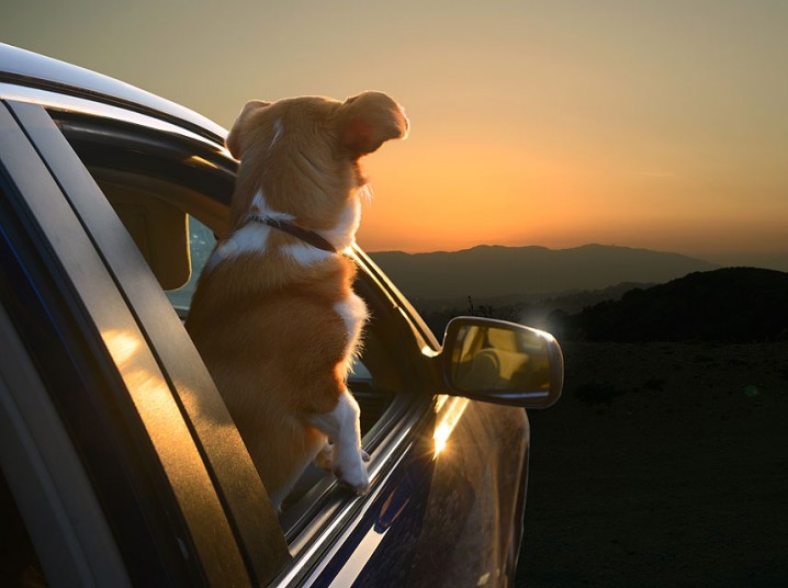 Восторженные собаки выглядывают из автомобильных окон