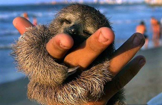 Крошечные животные на пальцах
