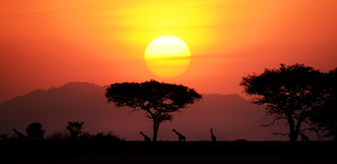 Сафари в Кении и Танзании