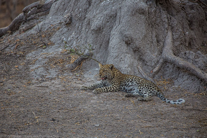 Жизнь африканских леопардов