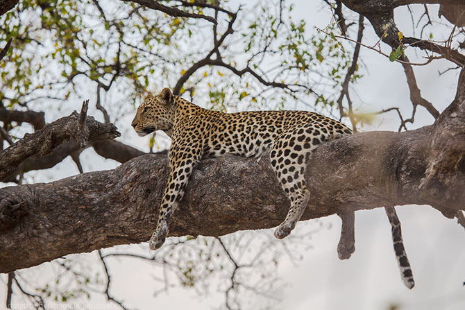 Жизнь африканских леопардов