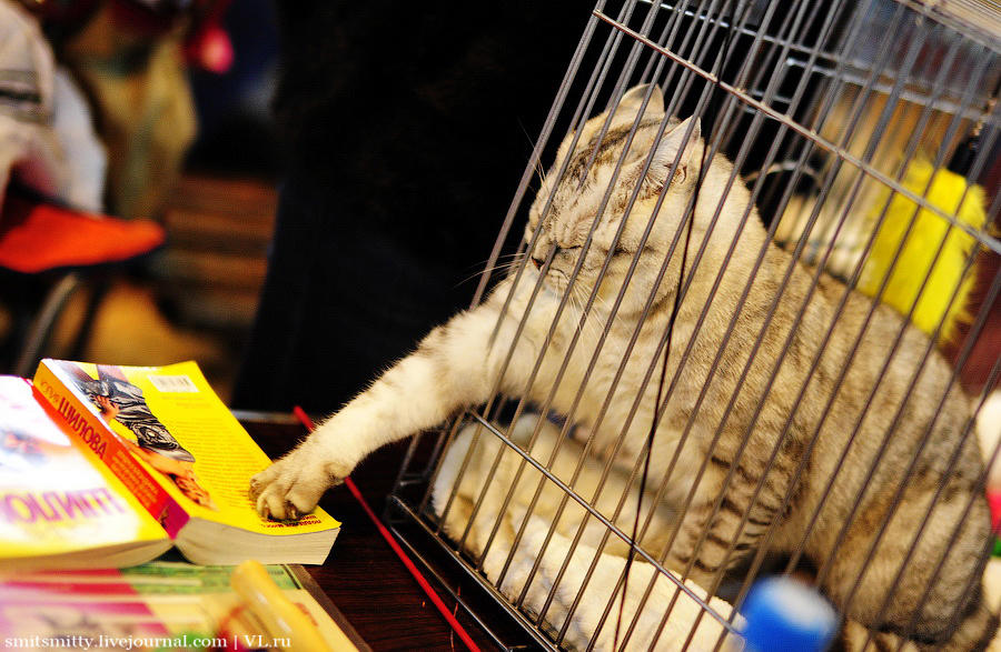 Выставка породистых кошек во Владивостоке