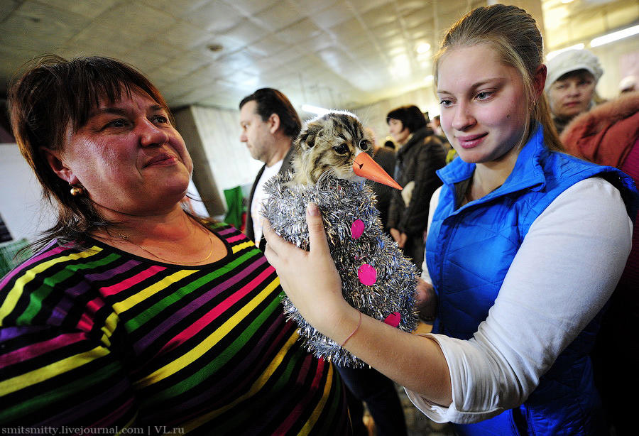 Выставка породистых кошек во Владивостоке