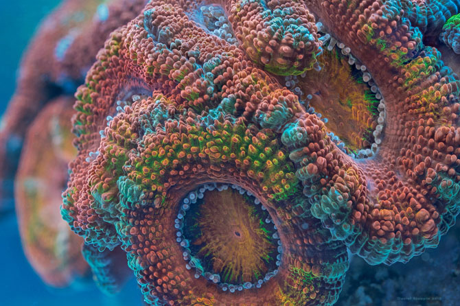 Фантастические макрофотографии кораллов