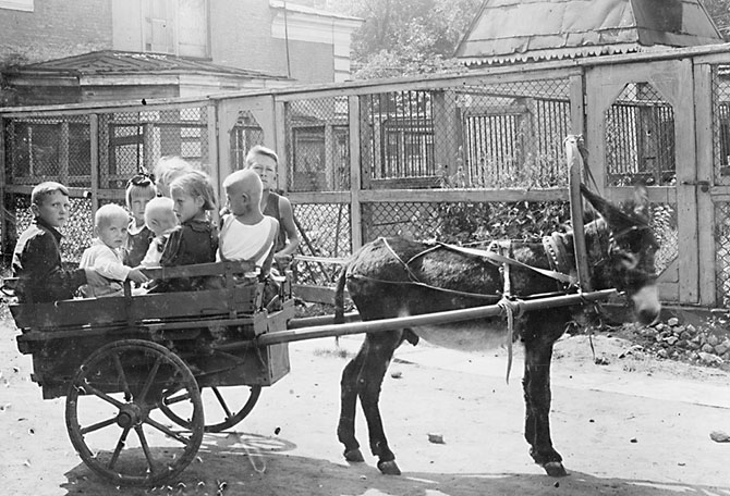 Ленинградский зоопарк во время блокады