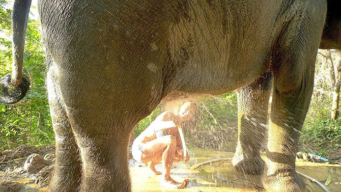 Работа мечты: как я мыла слона