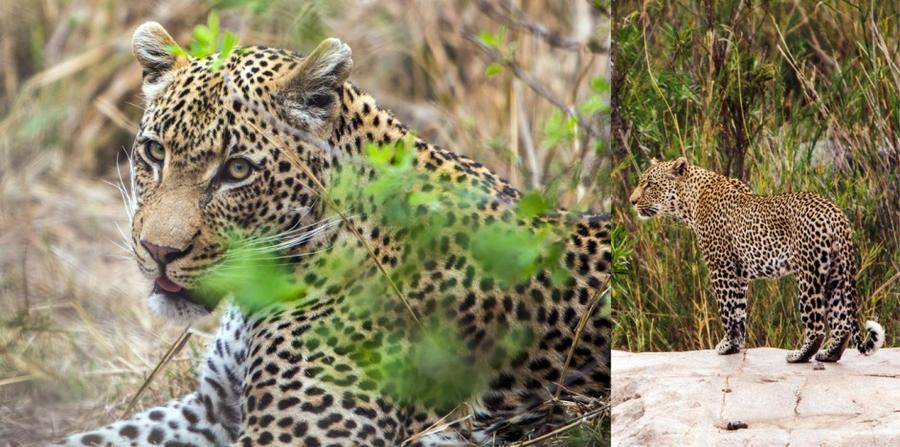 Singita: лучшие сафари отели во всей Африке