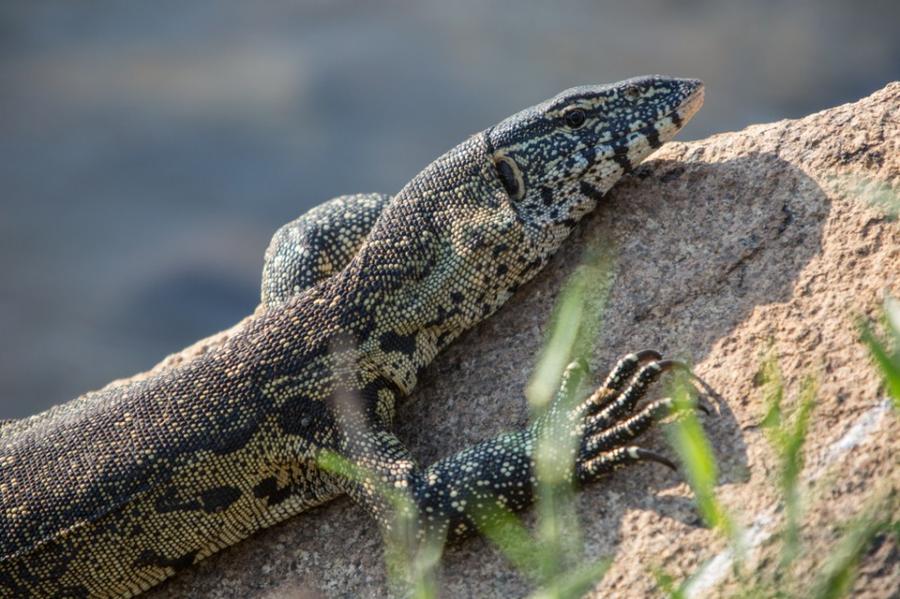 Singita: лучшие сафари отели во всей Африке