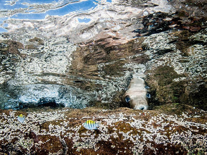 Лучшие фотографии National Geographic декабря 2013 года