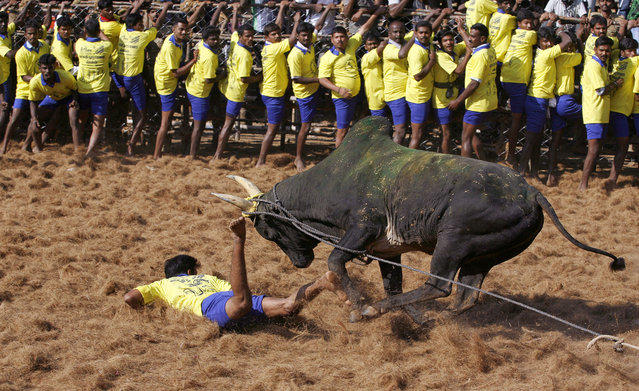 Джалликатту – спорт по укрощению быков