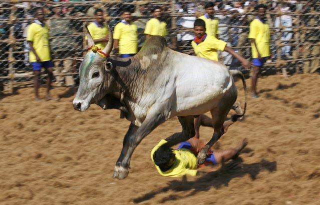 Джалликатту – спорт по укрощению быков