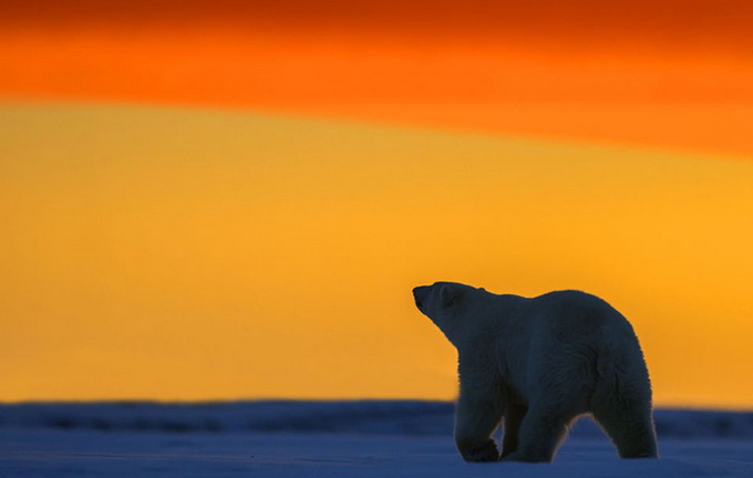 Белые медведи на закате