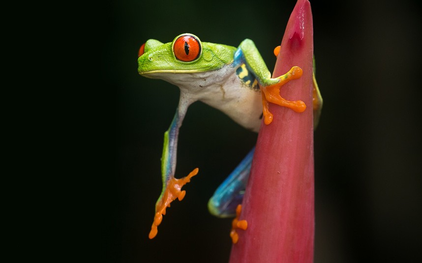Прыгающая красноглазая древесная лягушка из Коста-Рики