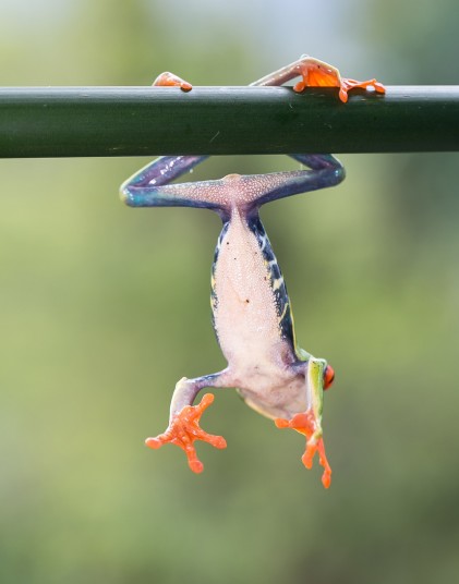 Прыгающая красноглазая древесная лягушка из Коста-Рики