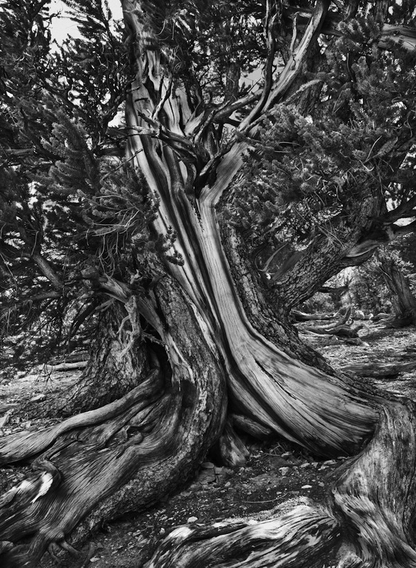 Фотограф Sebastião Salgado