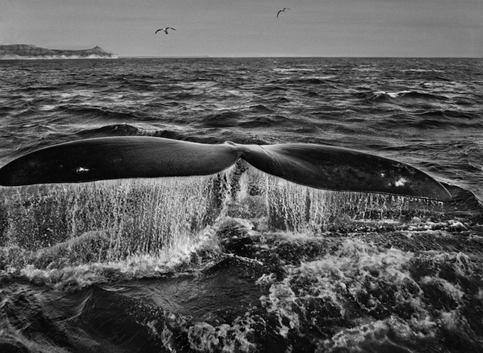 Фотограф Sebastião Salgado