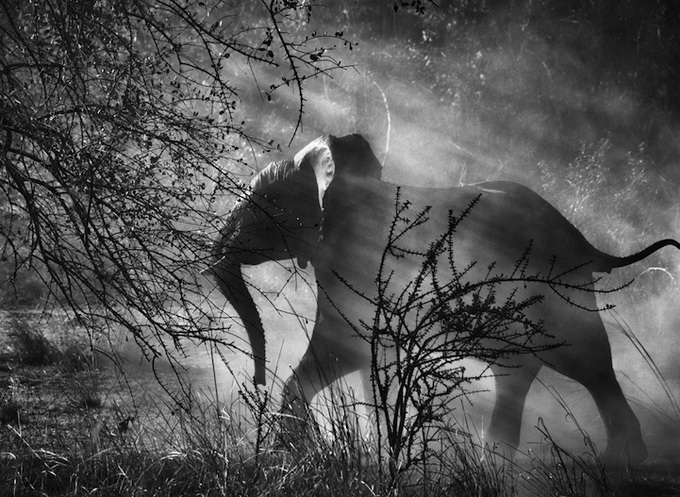 Фотограф Sebastião Salgado