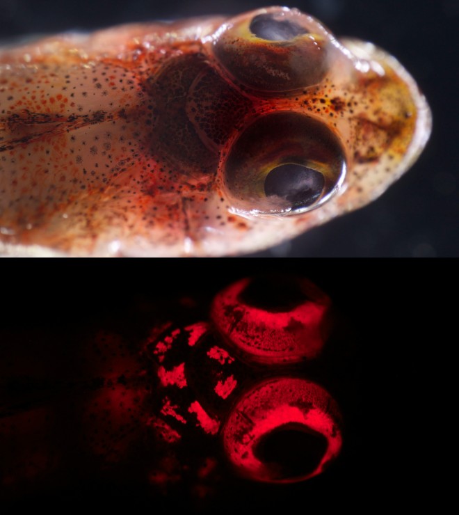 Светящиеся рыбы: такие разные и такие удивительные