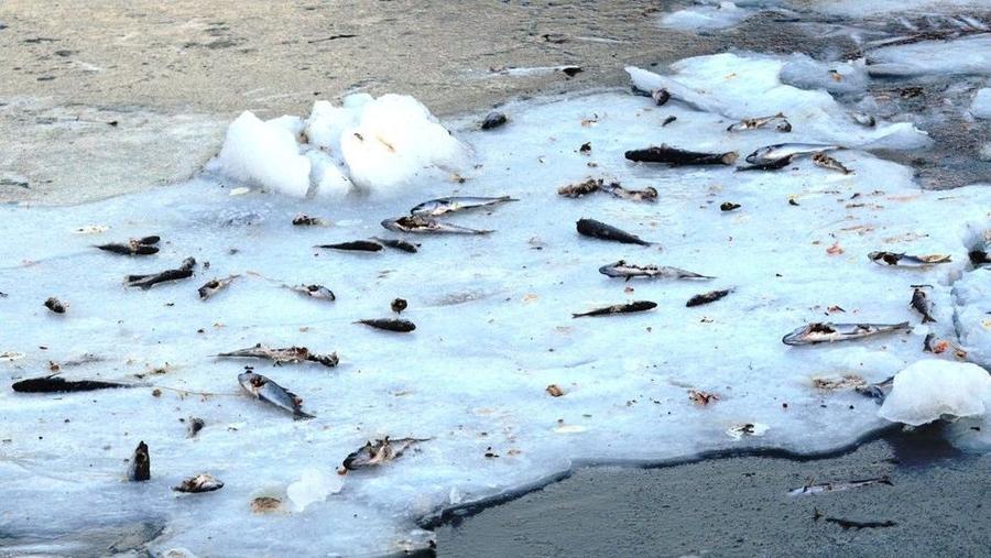 Тонны замороженной сельди у норвежских берегов