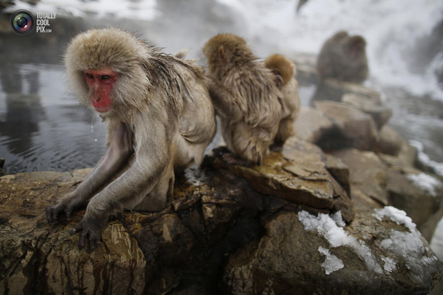 Снежные обезьяны Японии