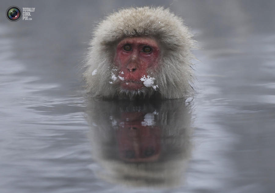 Снежные обезьяны Японии
