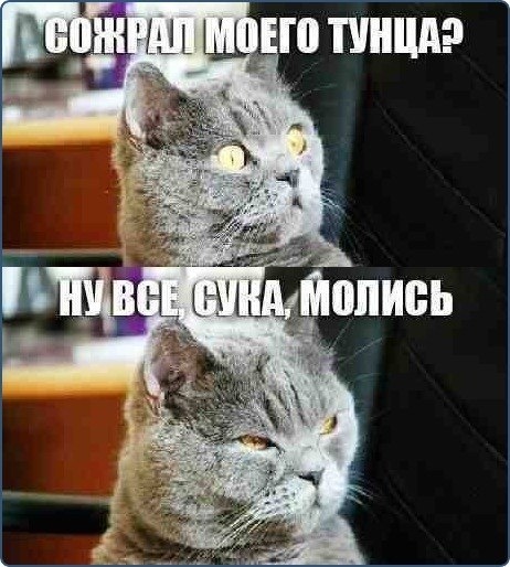 Сожрал моего тунца