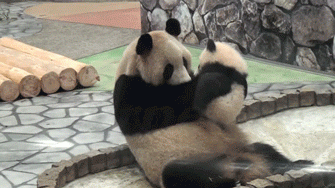 Милый поцелуй маленькой панды