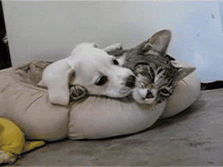 Кот и щенок лежат вместе
