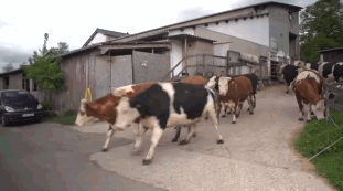 Счастливые коровы возвращаются на пастбище после зимы, проведенной в сарае