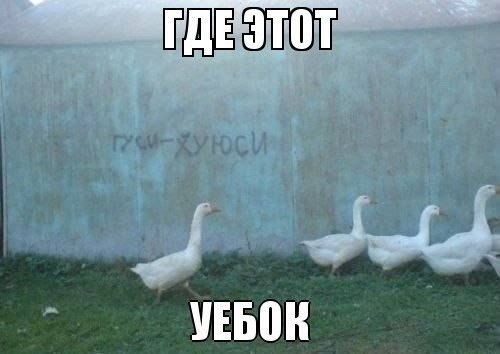 Гуси-хуюси