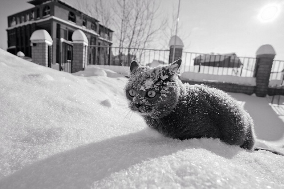 Забыли впустить кота на ночь!