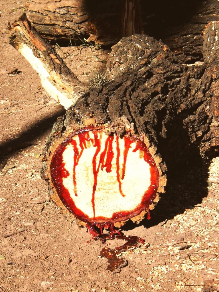Африканское кровавое дерево
