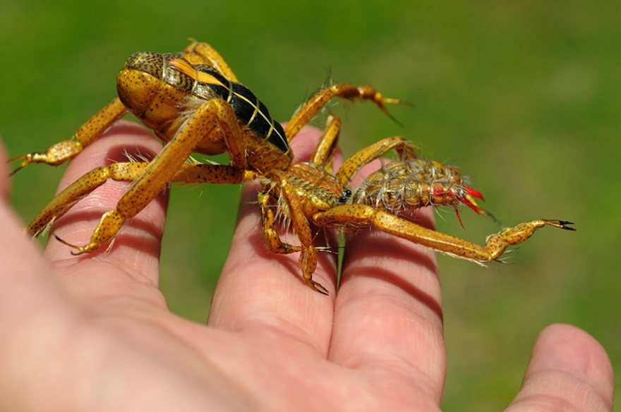 8 гигантских насекомых планеты