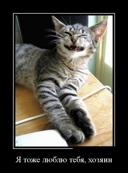 Демотиваторы 06.06.2014