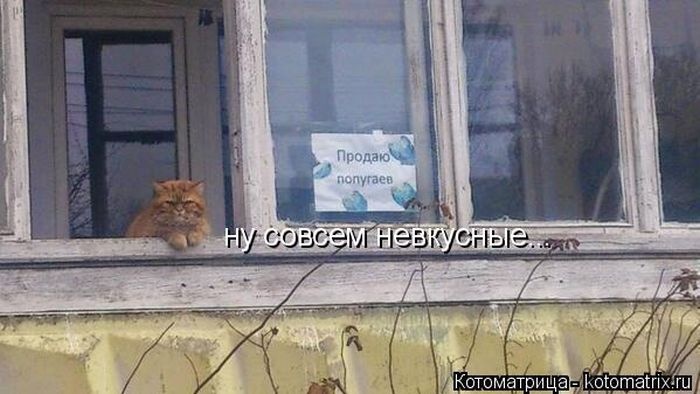 Котоматрицы недели (50 фото)