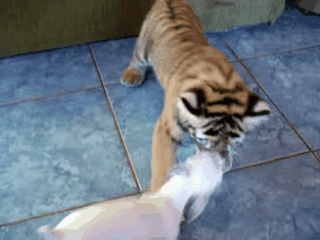 Гифки 06.06.2014 (25 штук)