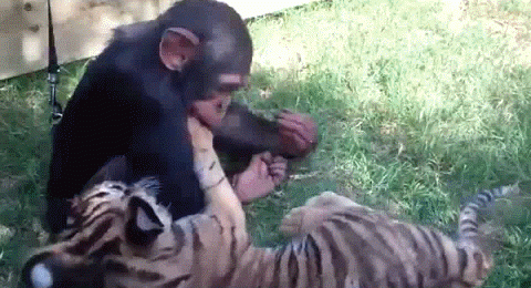 Гифки 06.06.2014 (25 штук)