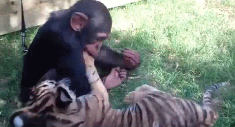 Гифки 06.06.2014 (25 штук)