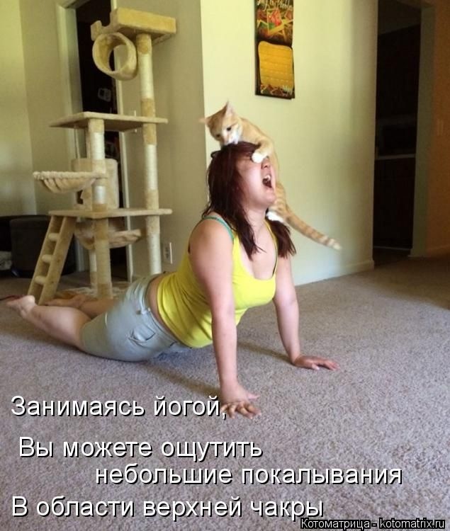 Котоматрицы недели (50 фото)